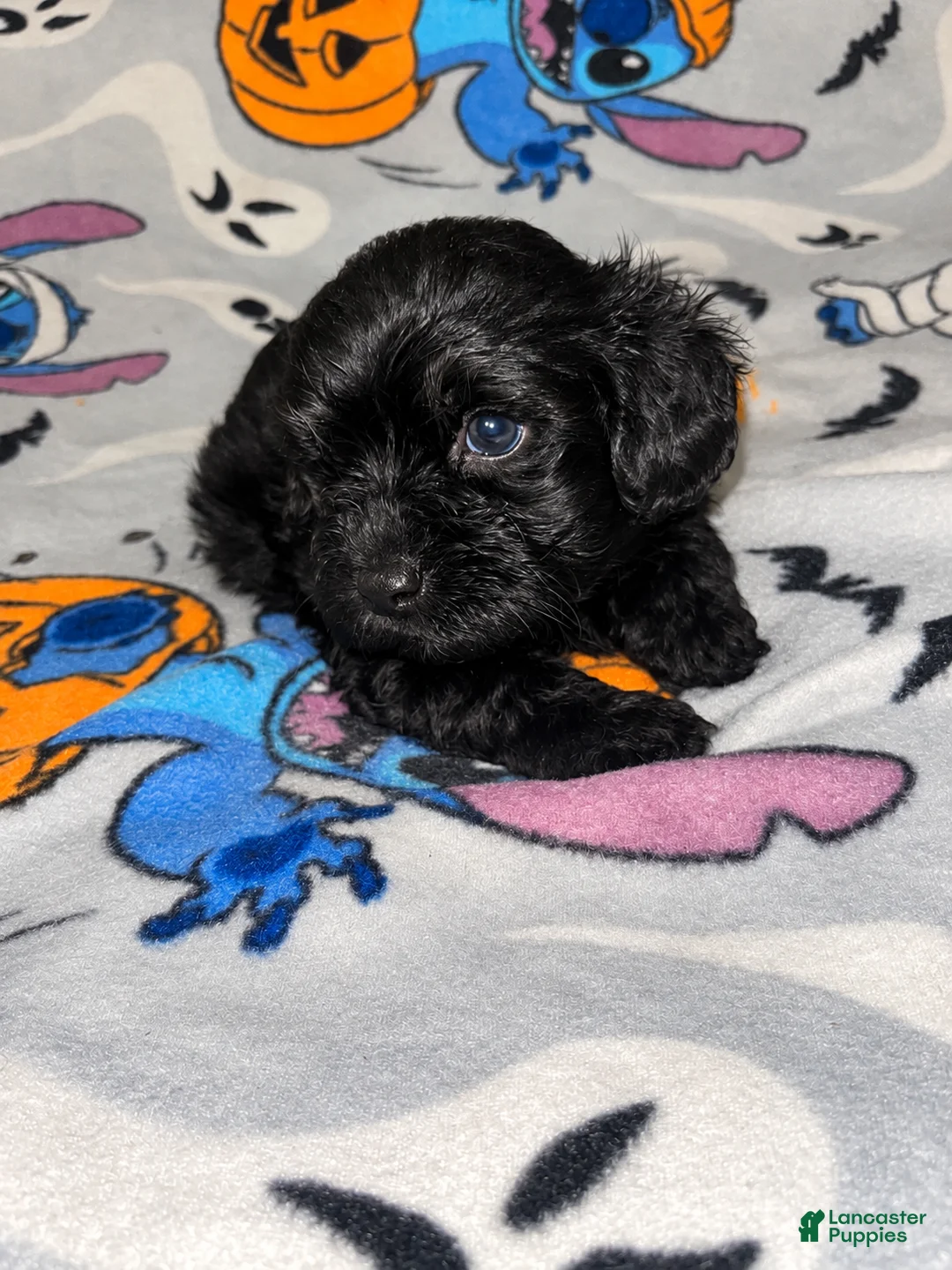Yorkiepoo dogs for sale: Buckwheat  - Ad 2