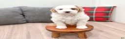 Goldendoodle dogs for sale: Wesley - Ad 9