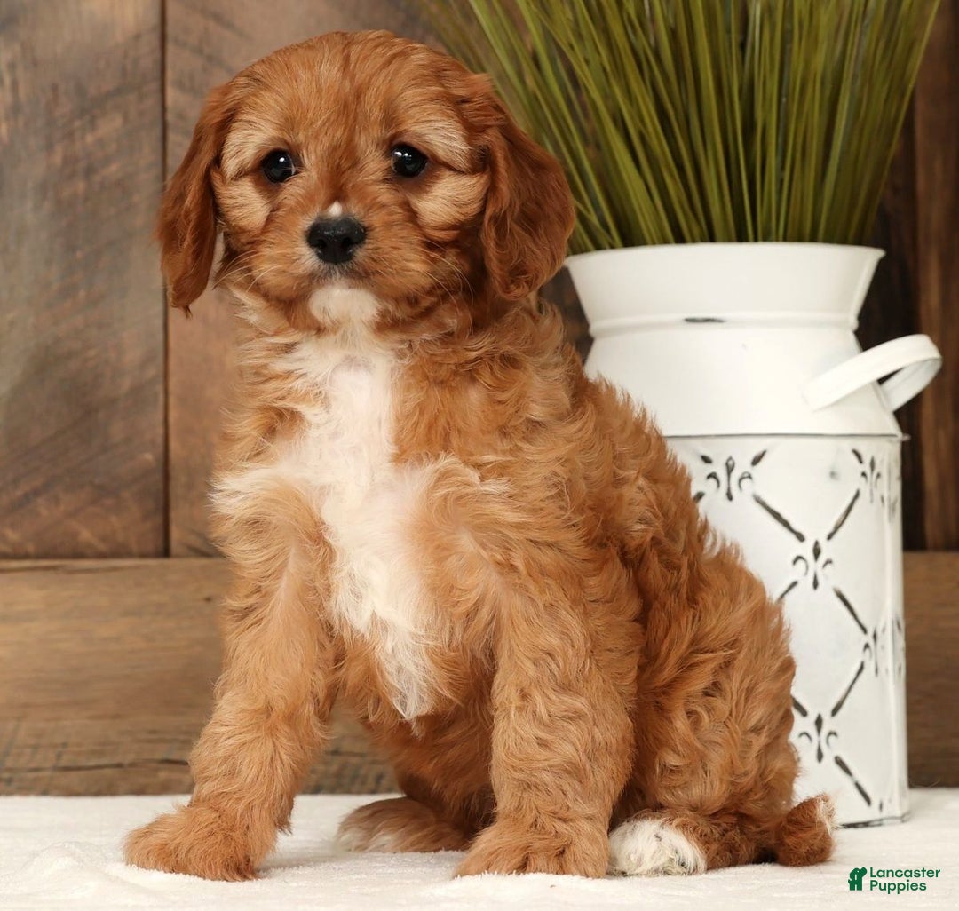 Cavapoo dogs for sale: Carla - Ad 5