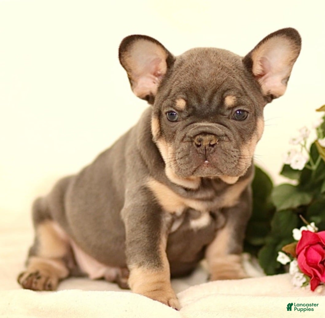 French Bulldog dogs Coco - Ad 10