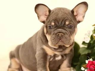 French Bulldog dogs Coco - Ad 10