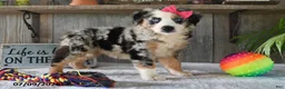 Australian Shepherd dogs for sale: Misty - Ad 5