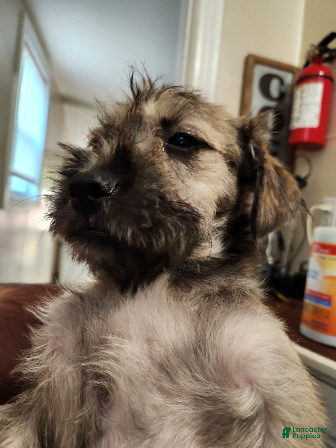 Mixed Breed dogs for sale: Googles - Ad 3