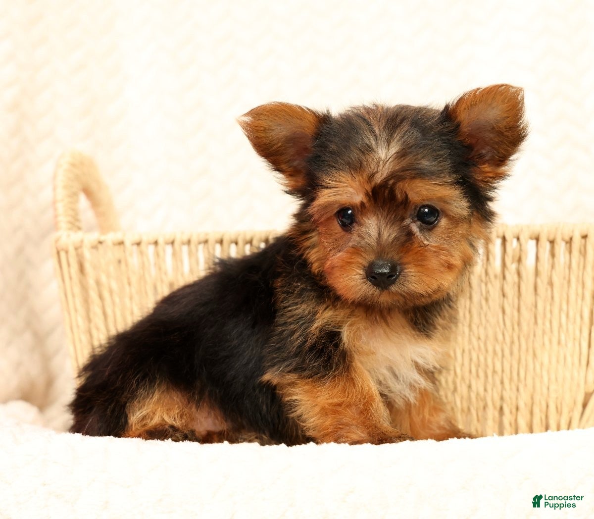 Yorkshire Terrier dogs Buddy - Ad 1