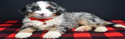 Mini Bernedoodle dogs for sale: Bobby - Ad 9