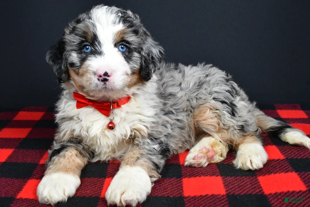 Mini Bernedoodle dogs for sale: Bobby - Ad 9