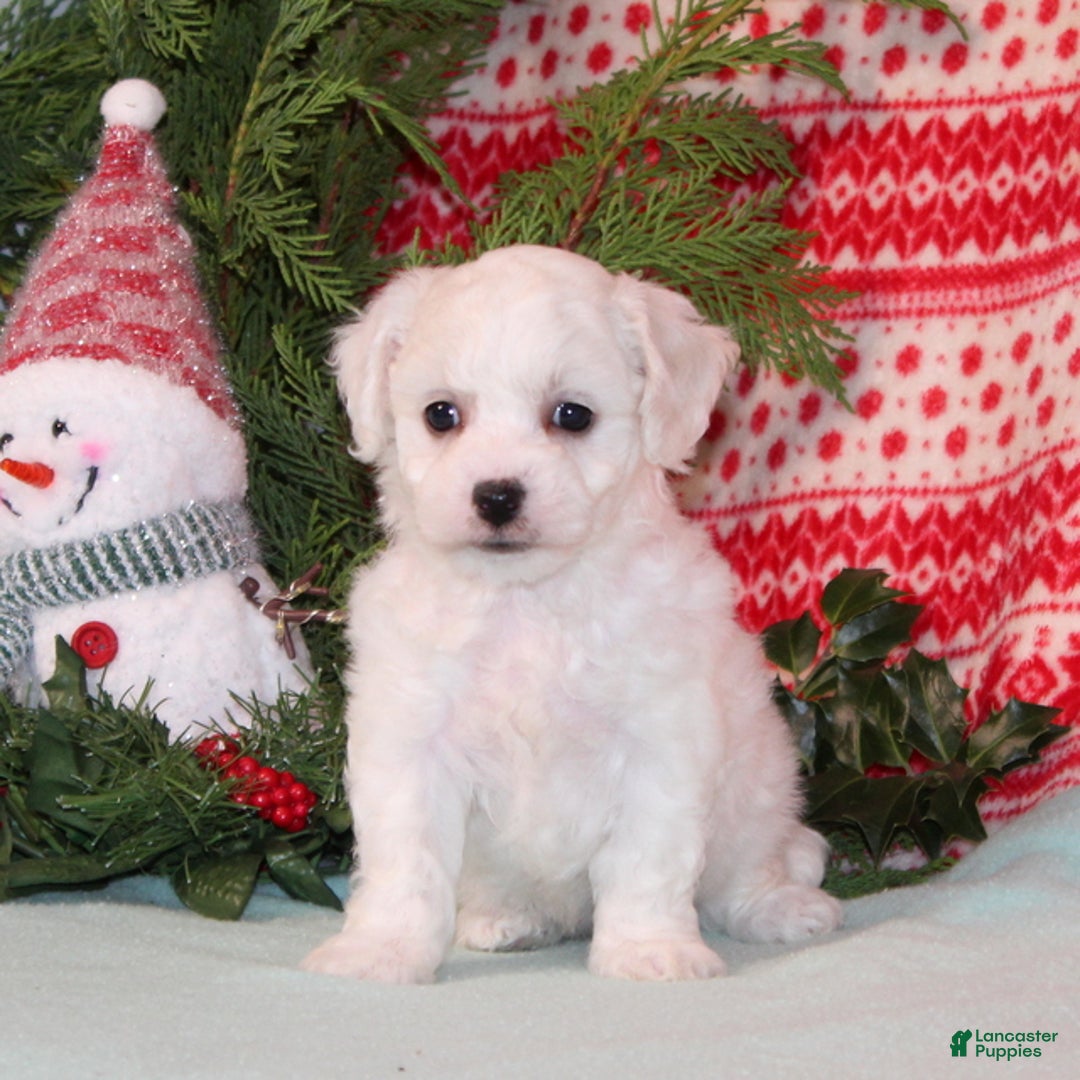 Bichpoo dogs for sale: YoYo - Ad 2