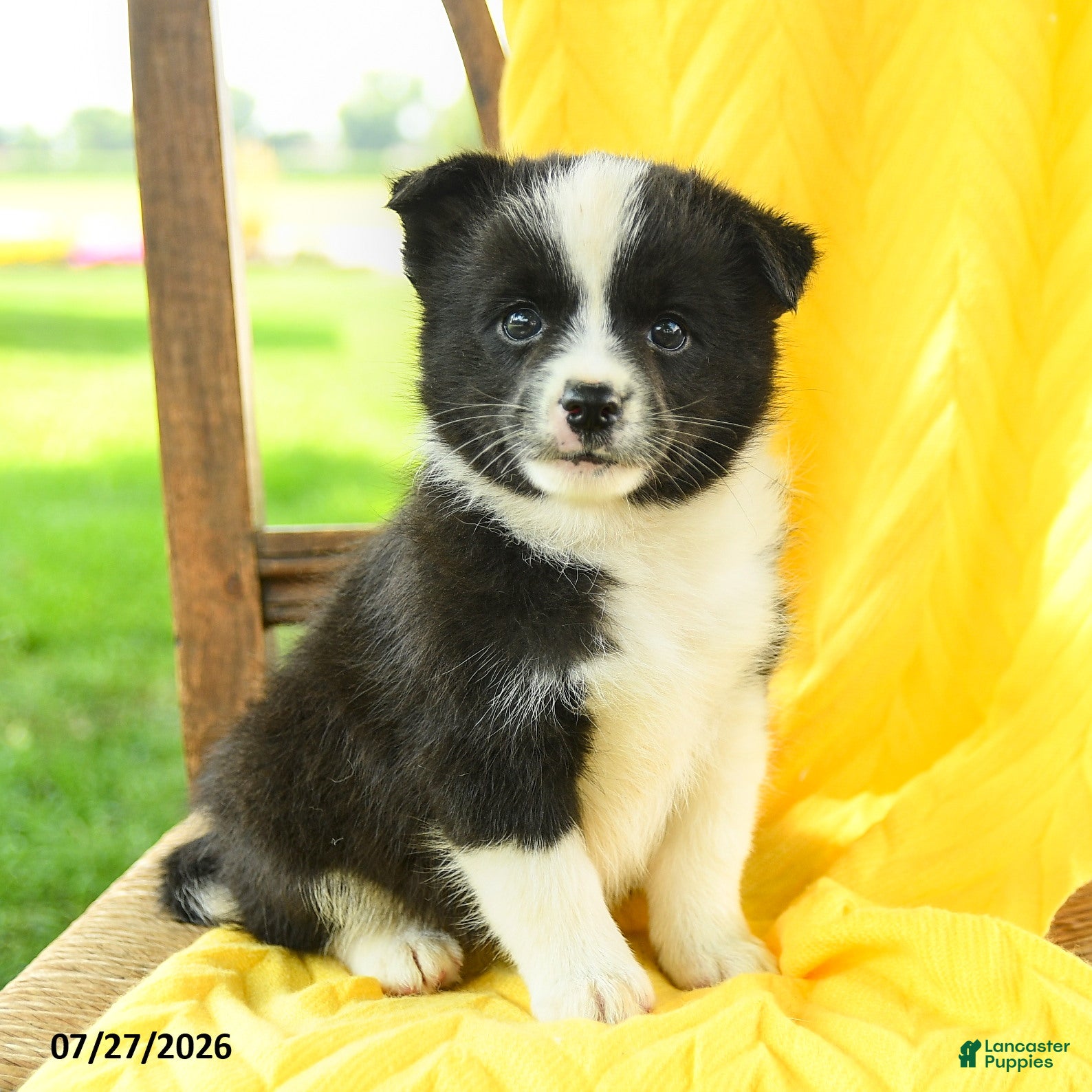 Pomsky dogs Riley - Ad 2