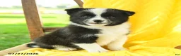 Pomsky dogs for sale: Riley - Ad 2