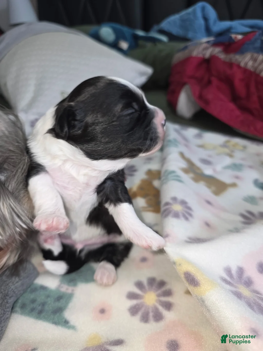 Shihpoo dogs for sale: Shihpoo Puppy 1 - Ad 2