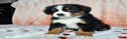 Bernese Mountain Dog dogs for sale: Archie - Ad 8