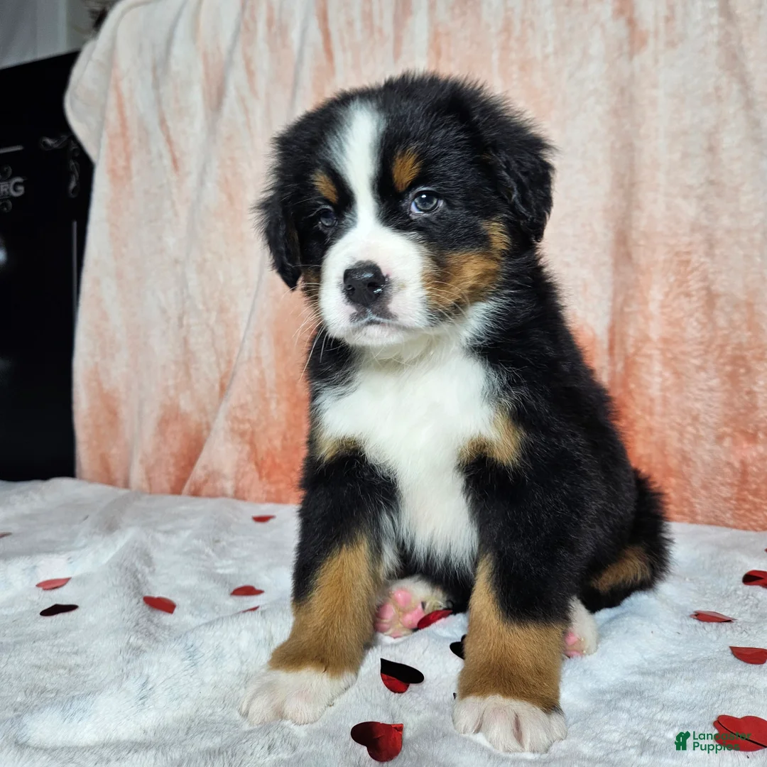 Bernese Mountain Dog dogs for sale: Archie - Ad 8