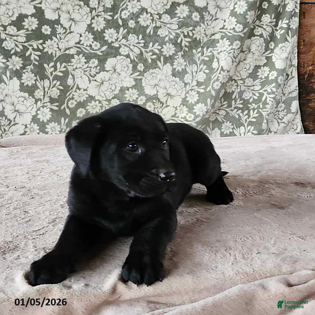 Labrador Retriever dogs for sale: Scooby - Ad 2