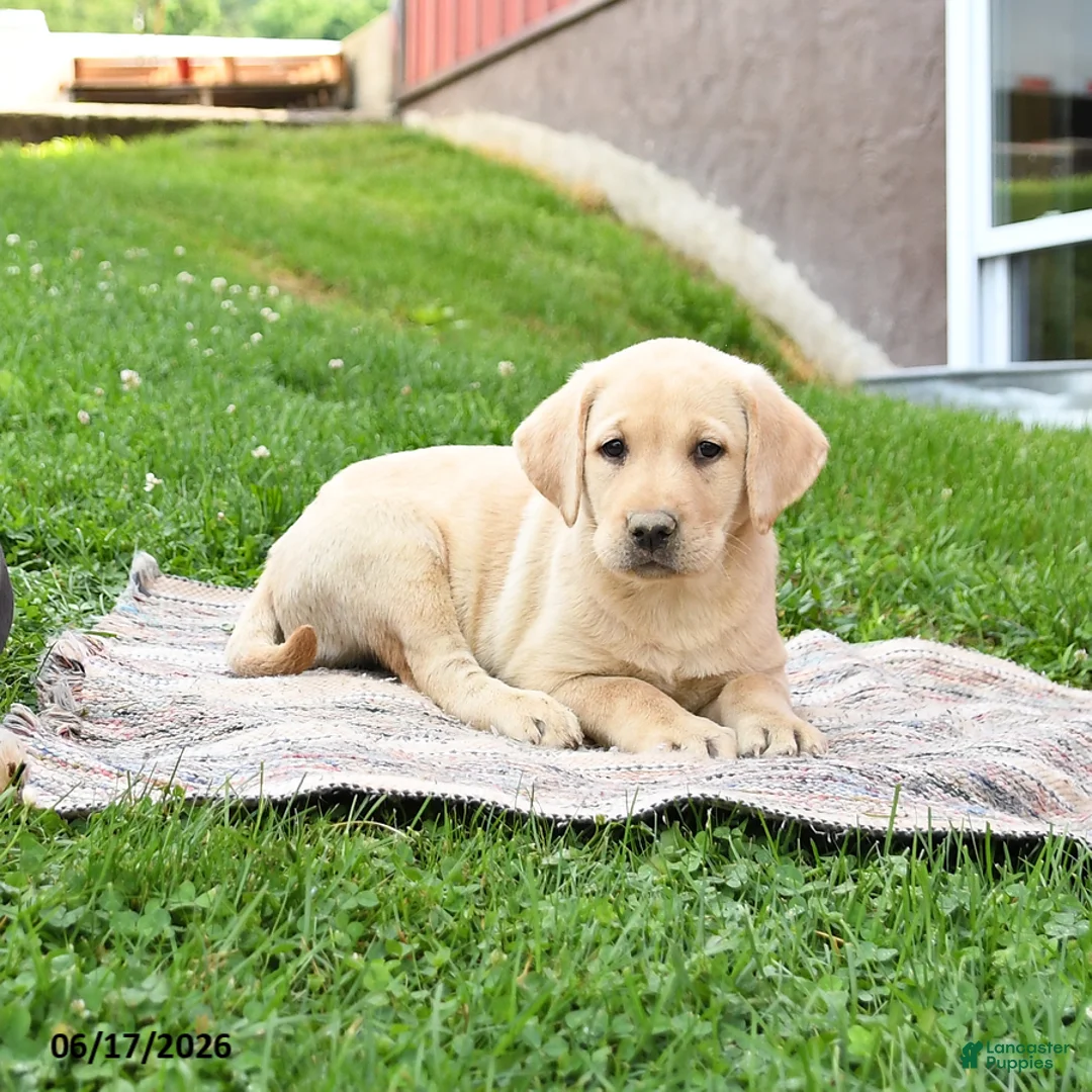 Labrador Retriever dogs for sale: Gem  - Ad 5