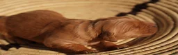 Golden Retriever dogs for sale: Daisy -AKC, Genetically Clear - Ad 13