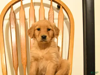 Golden Retriever dogs Bianca - Ad 31