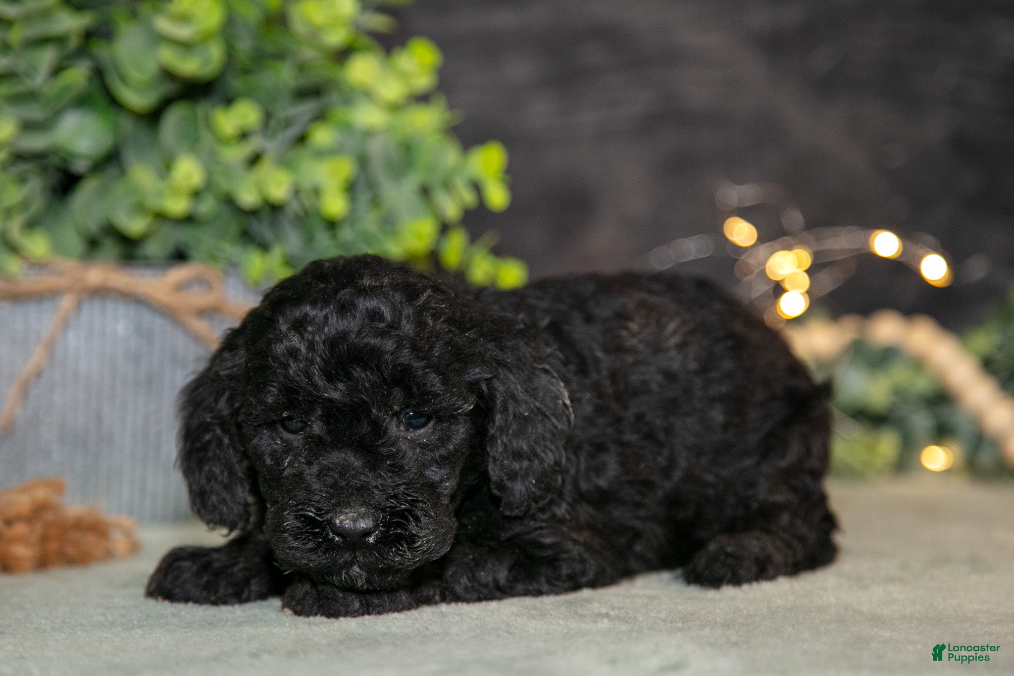 Miniature Poodle dogs Krissy - Ad 2