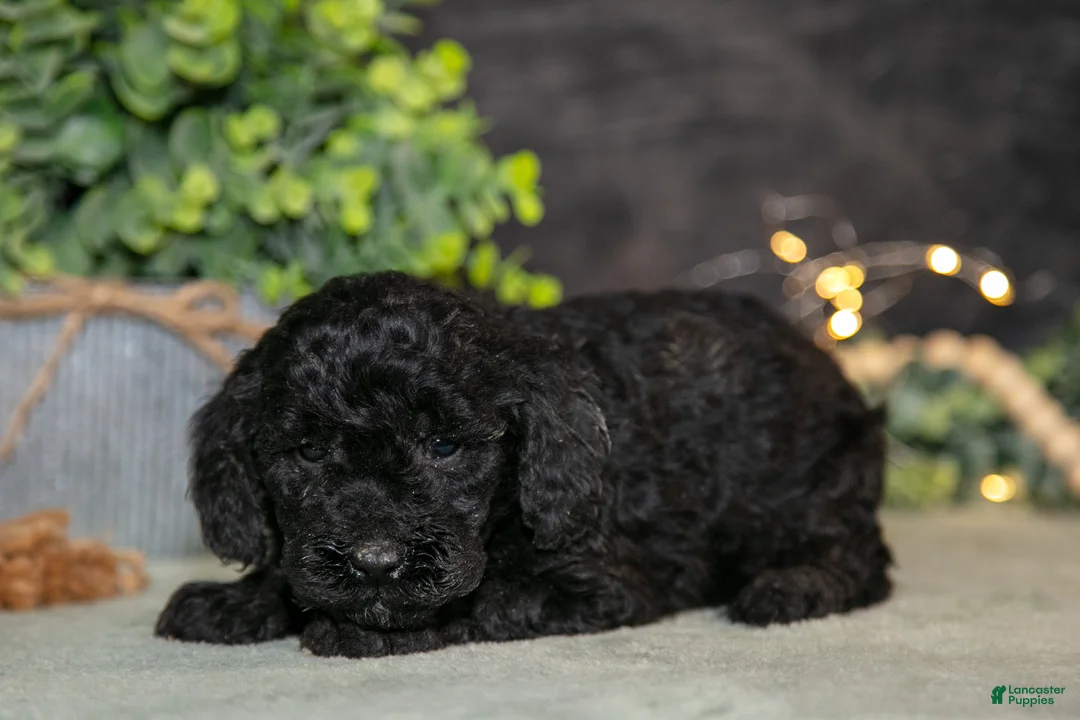 Miniature Poodle dogs for sale: Krissy - Ad 2