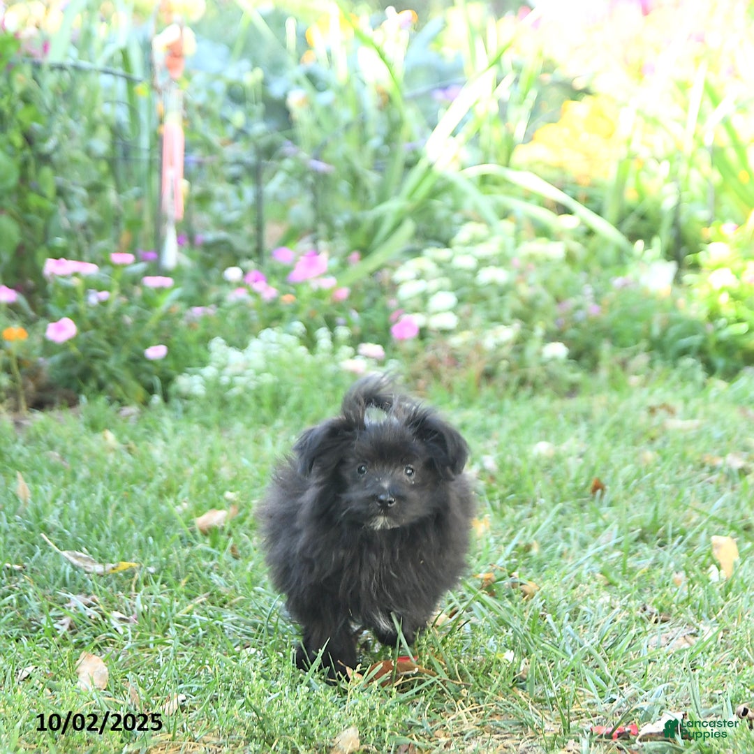 Pomapoo dogs for sale: Banjo - Ad 10