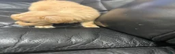 Morkie dogs for sale: Morkie 2 - Ad 4