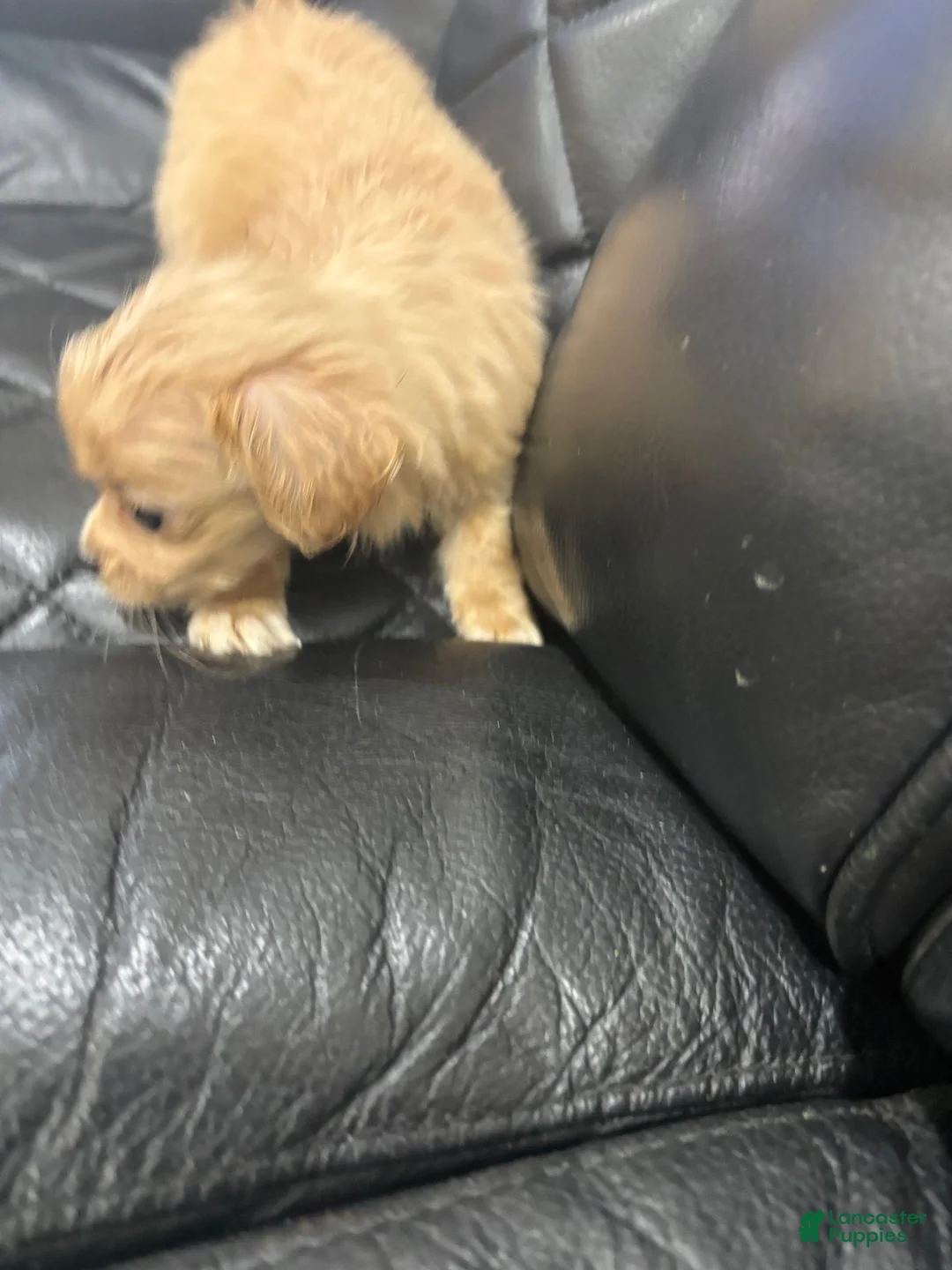 Morkie dogs for sale: Morkie 2 - Ad 4