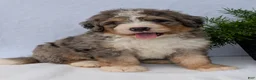Mini Bernedoodle dogs for sale: Mini Baker  - Ad 7
