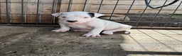 Dogo Argentino dogs for sale: Puppy M3 - Ad 25