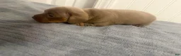Miniature Dachshund dogs for sale: Miniature Dachshund 1 - Ad 10