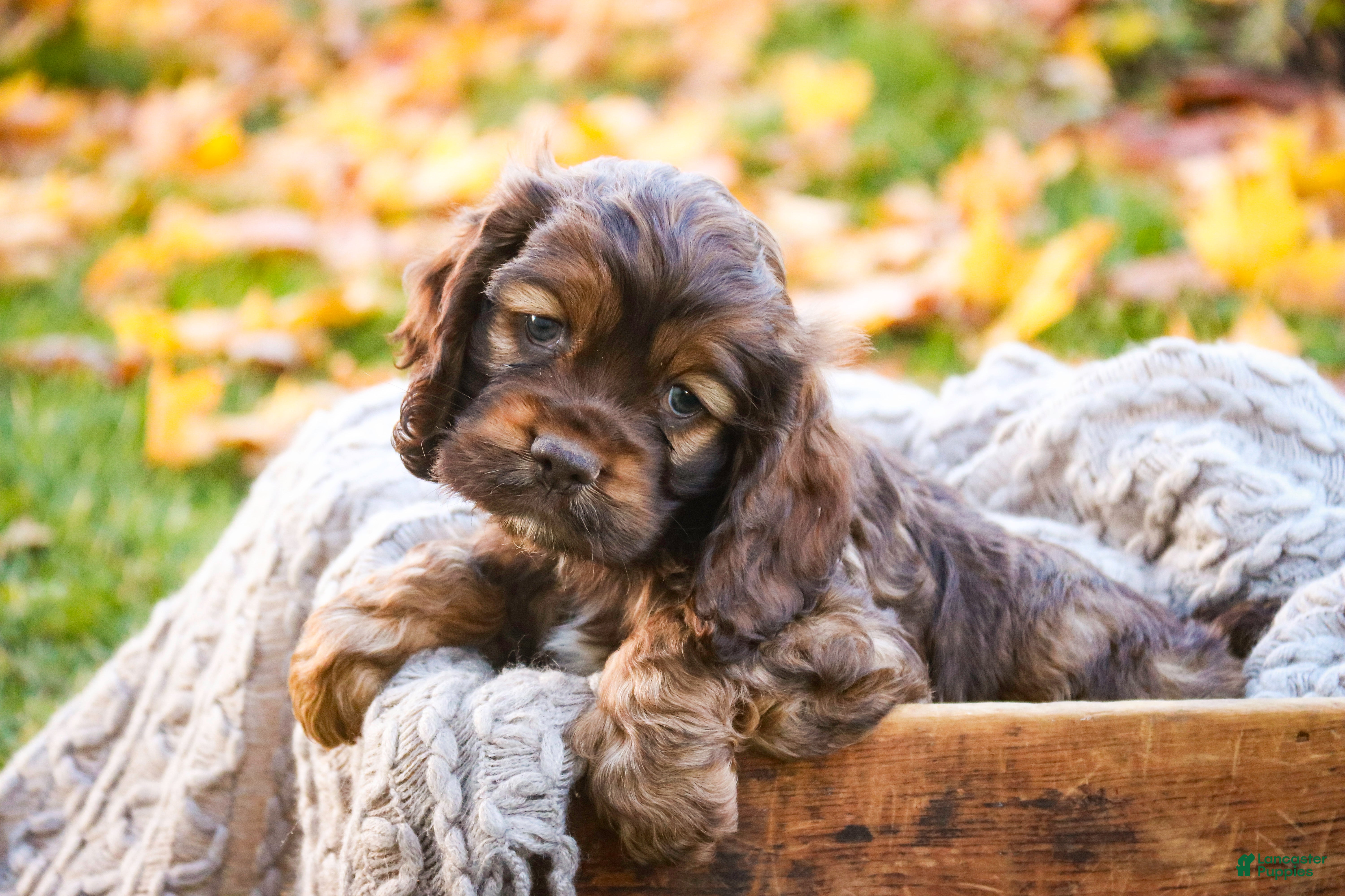 Cocker Spaniel dogs Archie - Ad 1