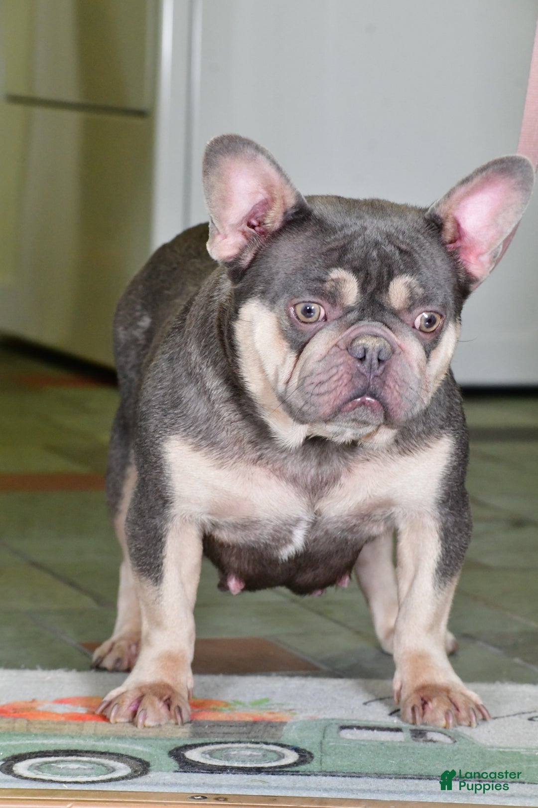 French Bulldog dogs for sale: Wendy - Ad 7