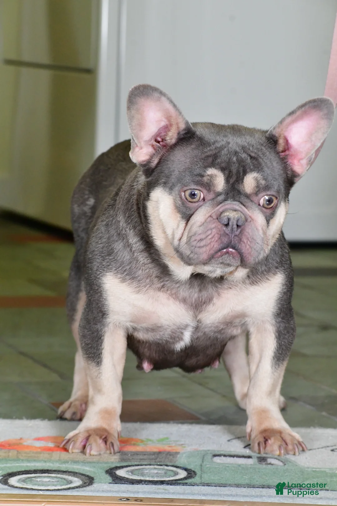 French Bulldog dogs for sale: Waylon - Ad 8