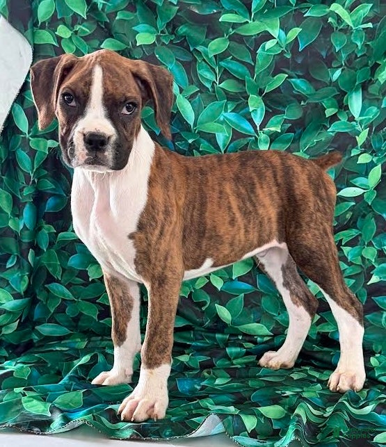 Boxer dogs Tucker - Ad 28