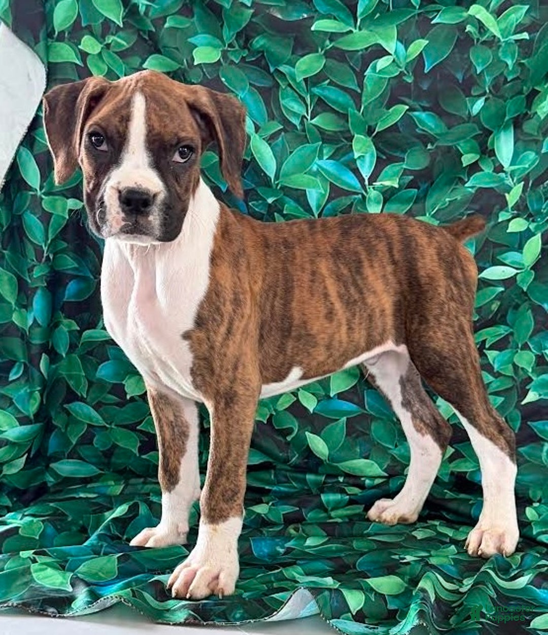 Boxer dogs for sale: Tucker - Ad 1