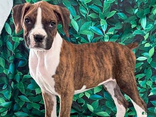 Boxer dogs Tucker - Ad 28