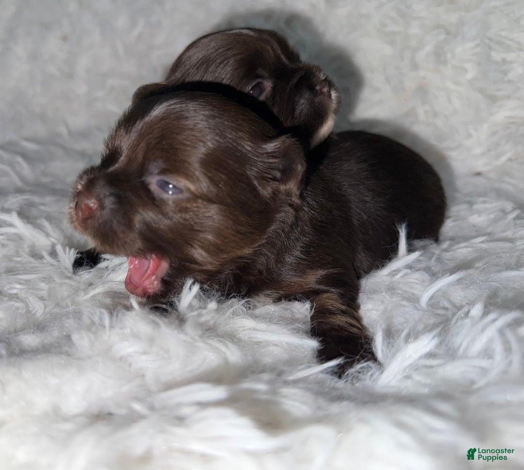 Yorkshire Terrier dogs for sale: Snickers  - Ad 3