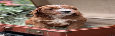 Koda