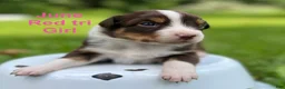 Australian Shepherd dogs for sale: June - Ad 3