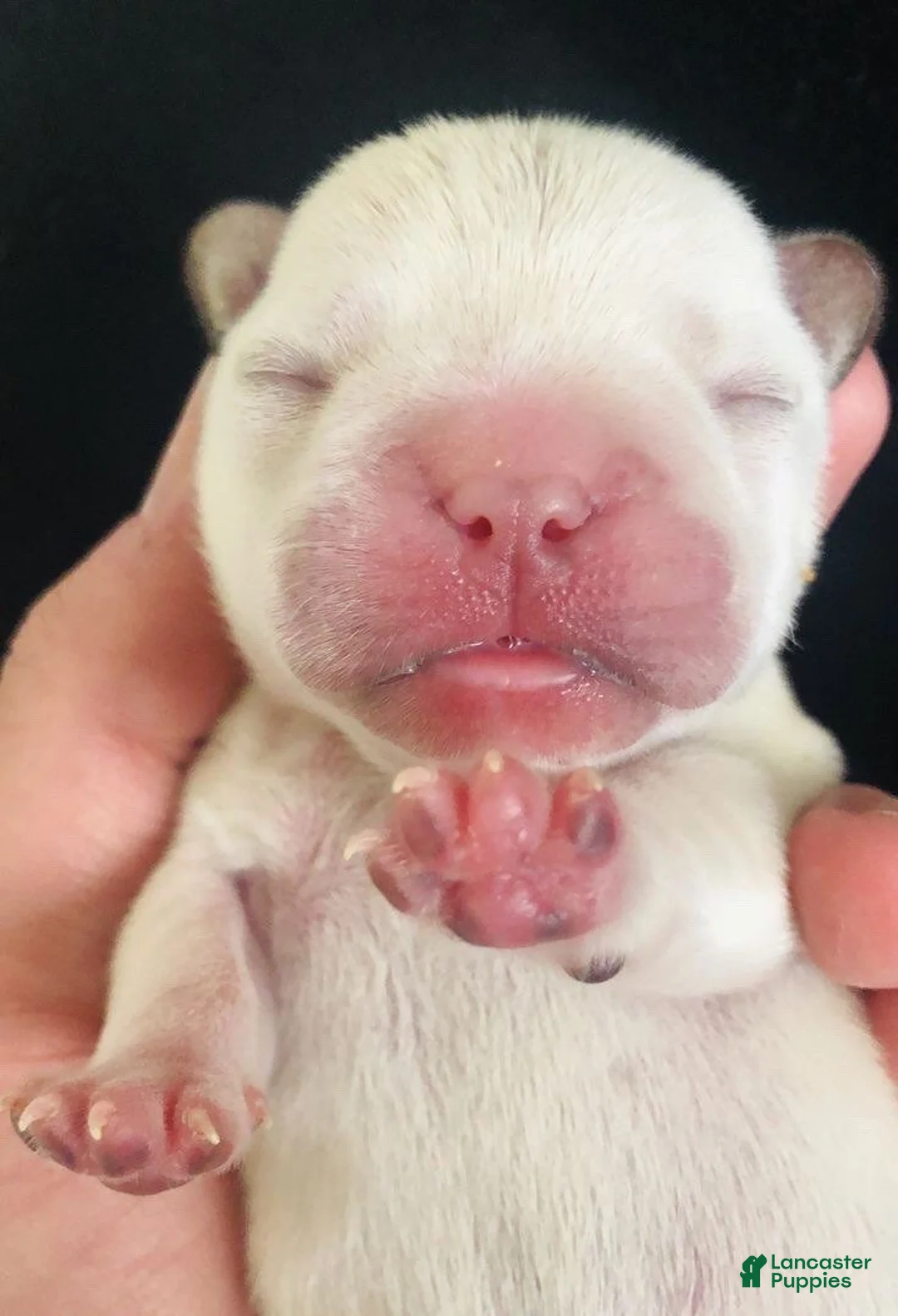 French Bulldog dogs for sale: French Bulldog Puppy 4 - Ad 3