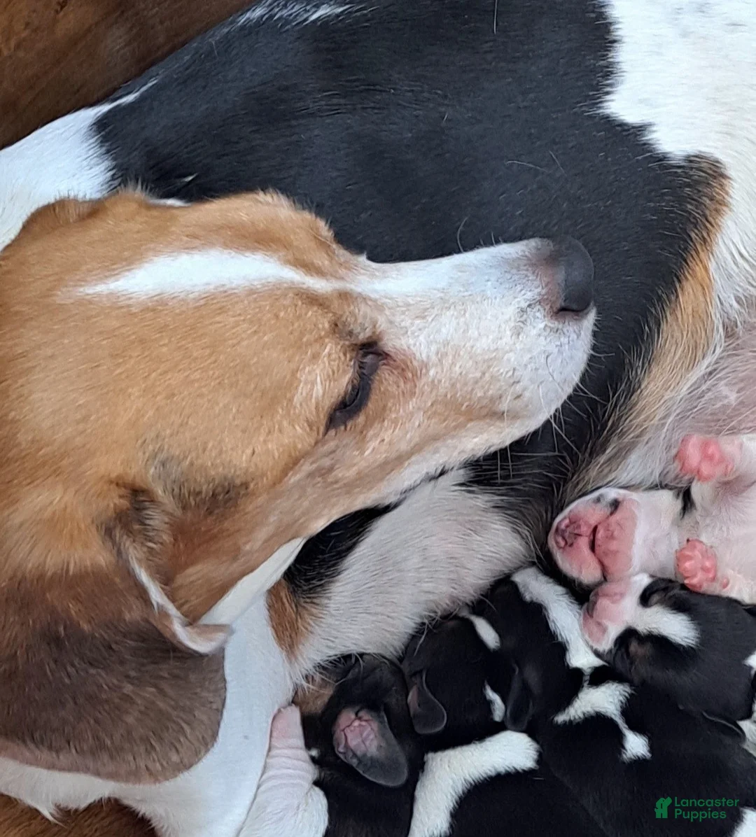 Beagle dogs for sale: Beagle Puppy 1 - AKC registrable - Ad 3