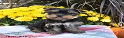 Yorkshire Terrier dogs for sale: Toby - Ad 5