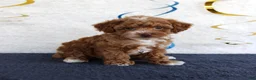 Toy Poodle dogs for sale: Piper - Ad 3