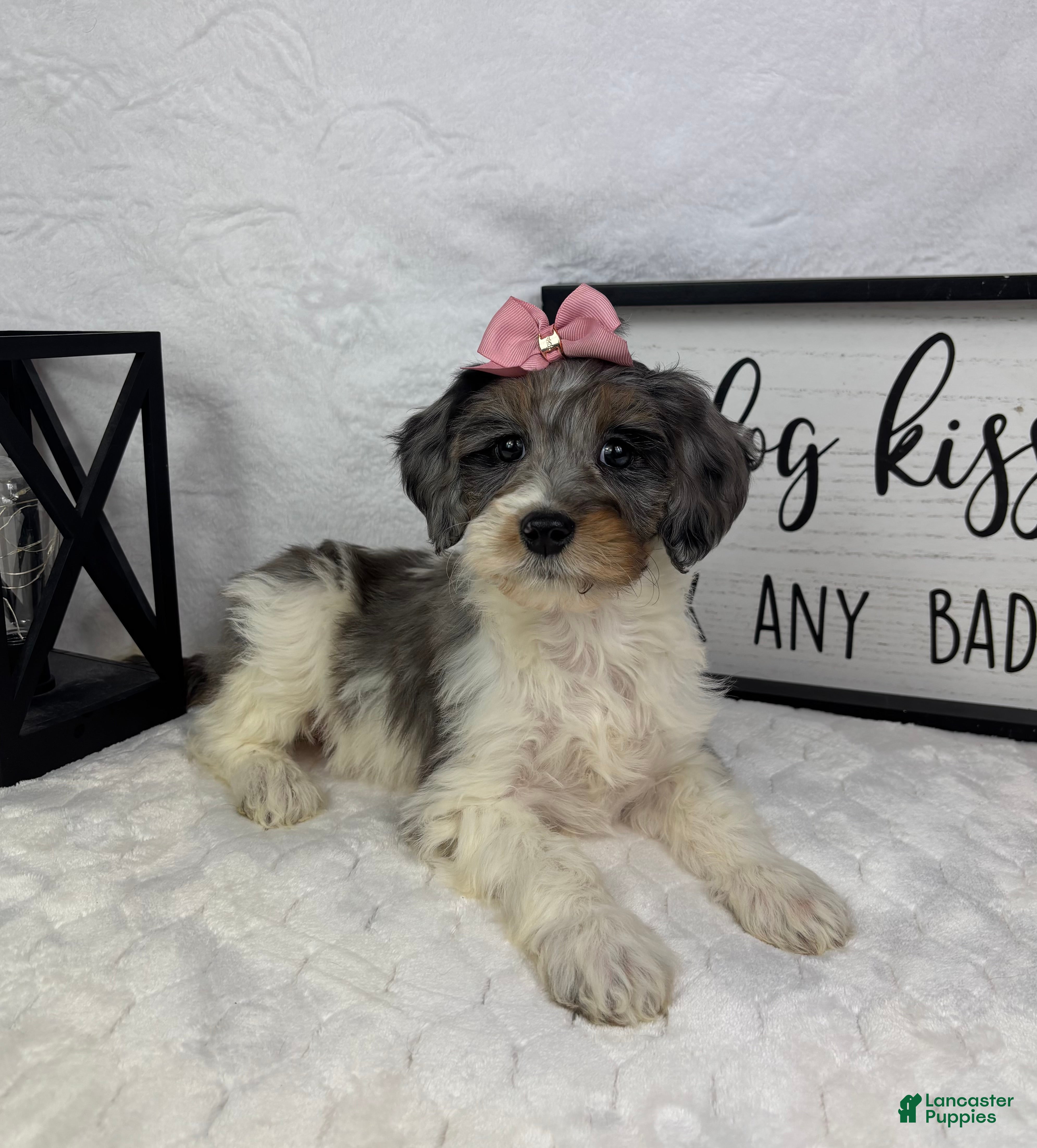 Mini Bernedoodle dogs Rachel - Ad 37