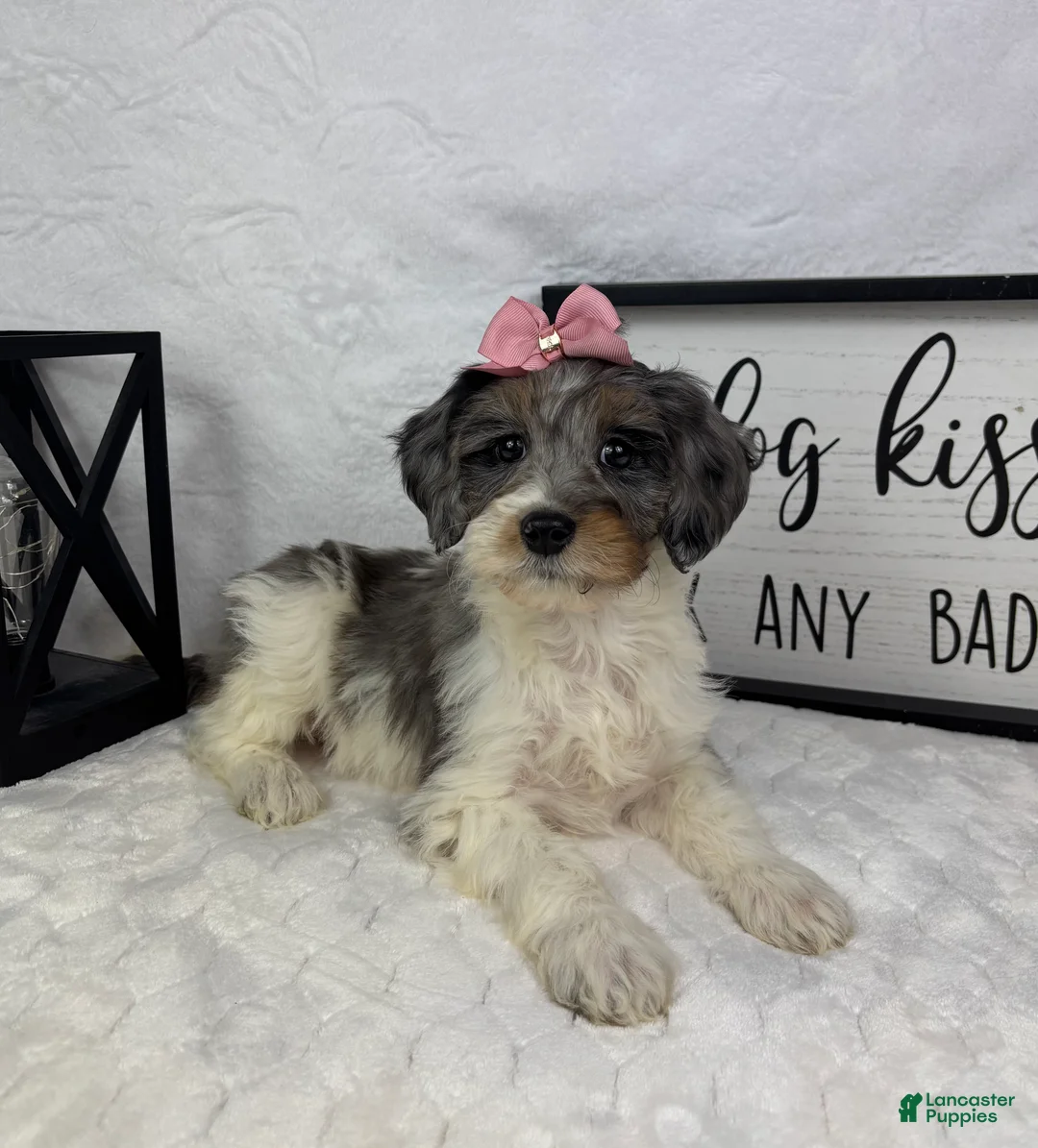 Mini Bernedoodle dogs for sale: Rachel - Ad 1