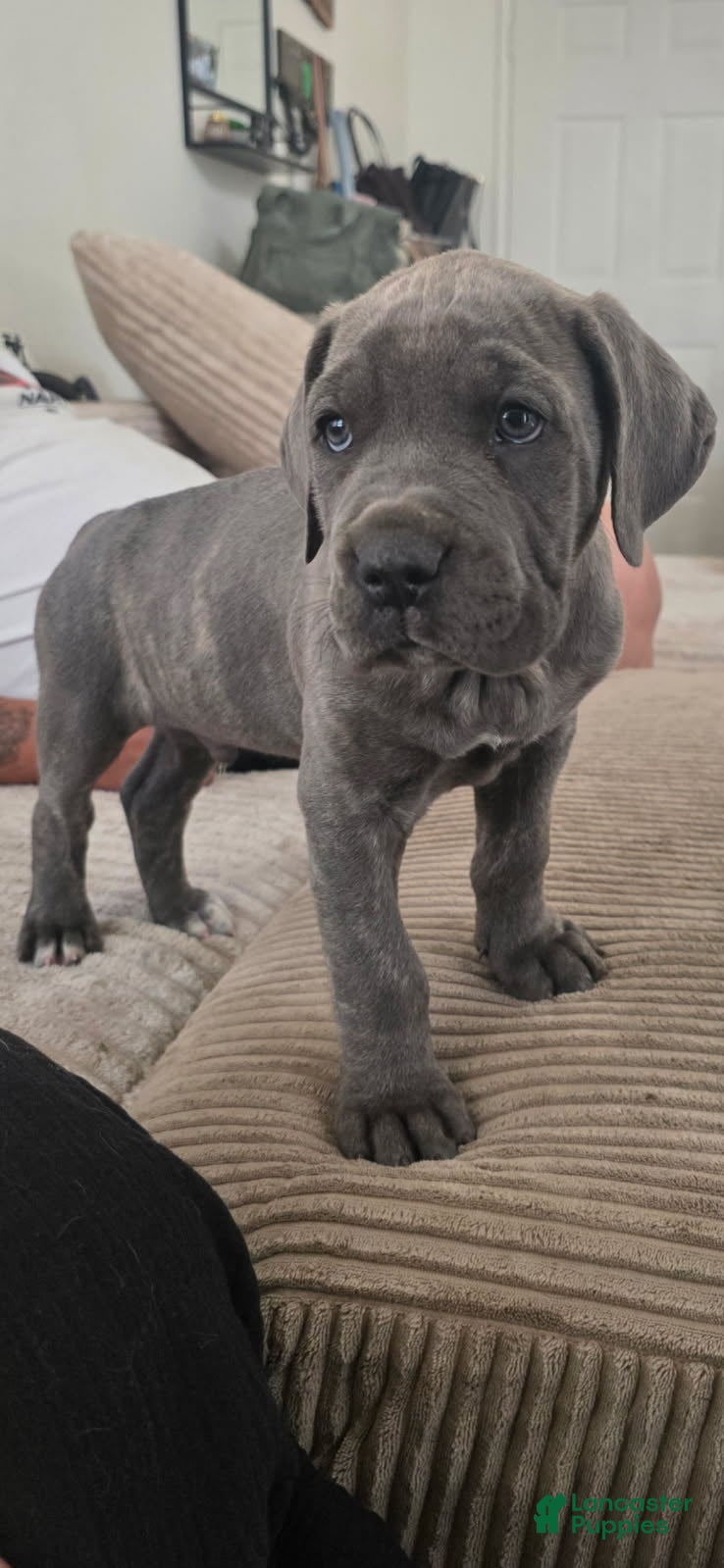 Cane Corso dogs Cane Corso Puppy 3 - Ad 2
