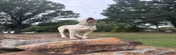 Dogo Argentino dogs for sale: Green male  - Ad 17
