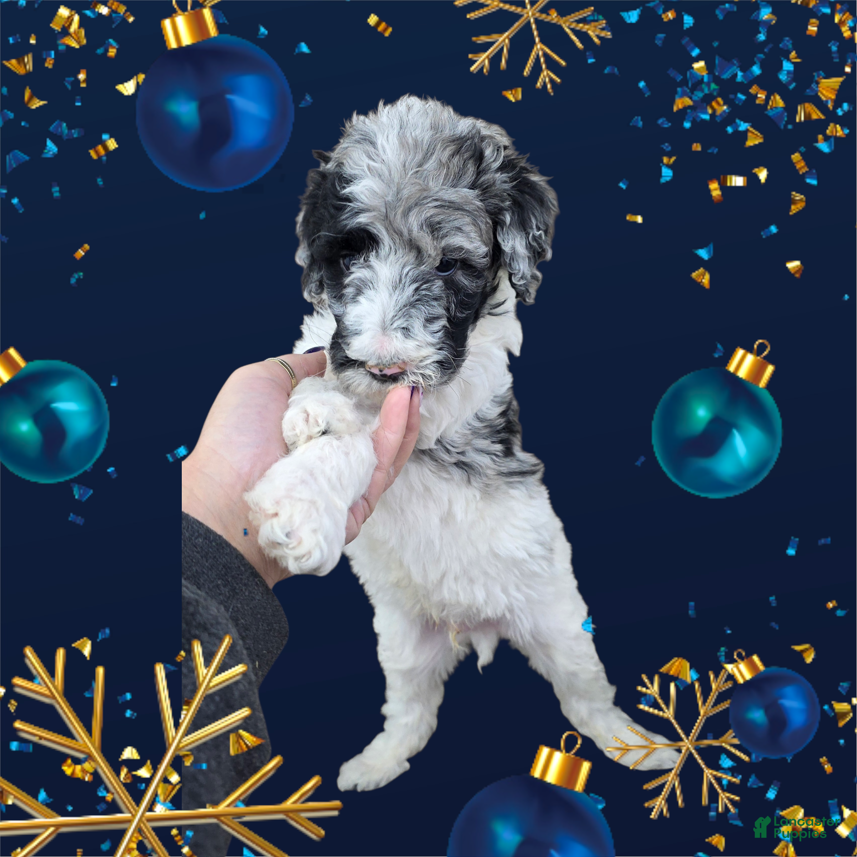 Standard Poodle dogs Standard Poodle Puppy 3 - Ad 14