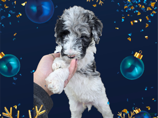 Standard Poodle dogs Standard Poodle Puppy 3 - Ad 4