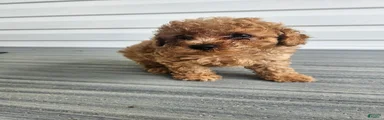 Rusty