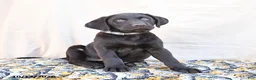 Labrador Retriever dogs for sale: Hershey - Ad 3