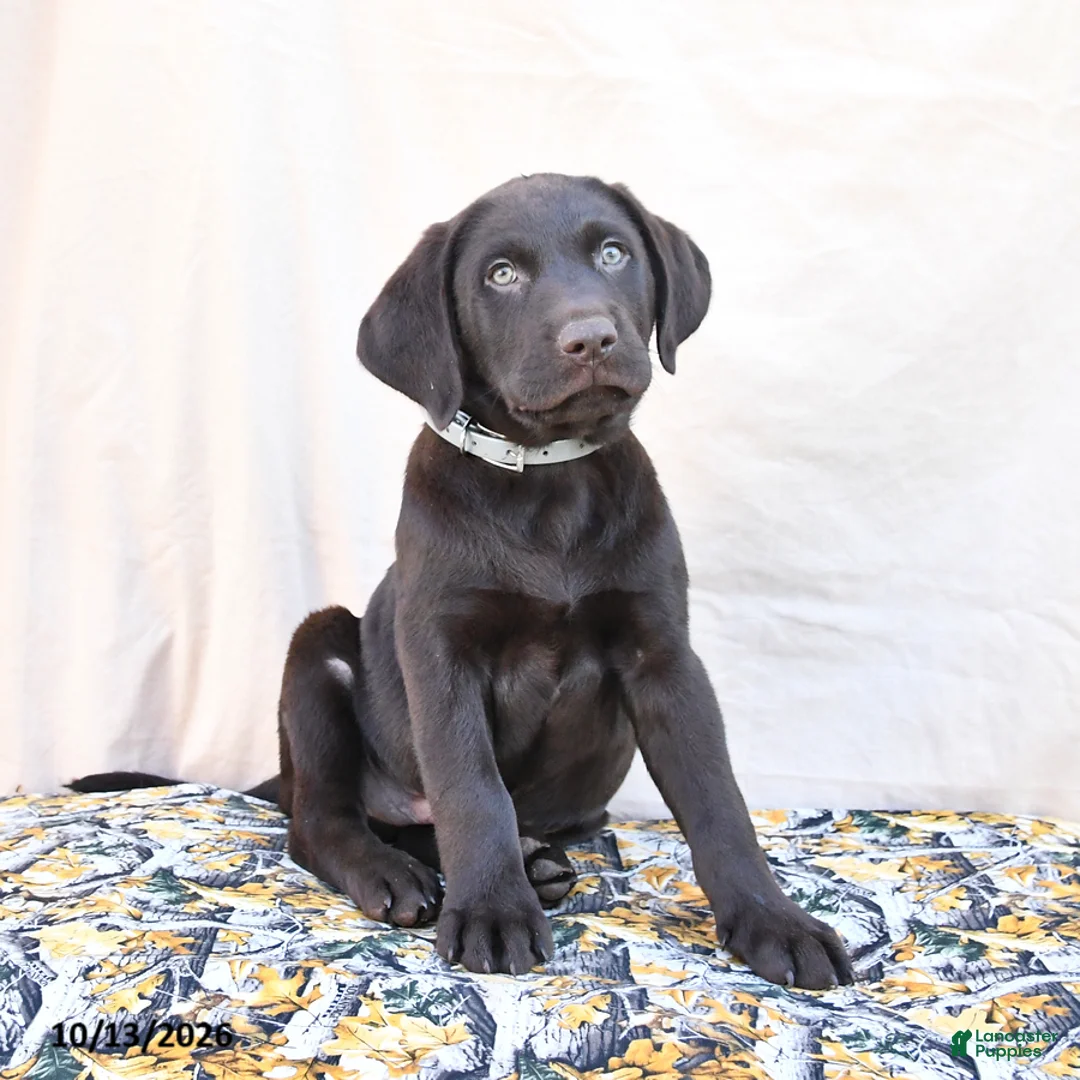 Labrador Retriever dogs for sale: Hershey - Ad 3